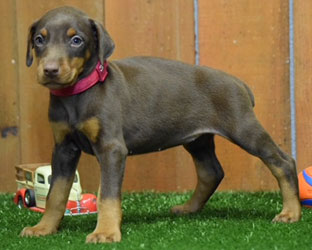 red female doberman  puppy