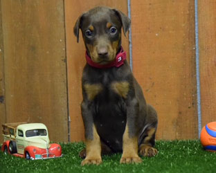 red female doberman  puppy