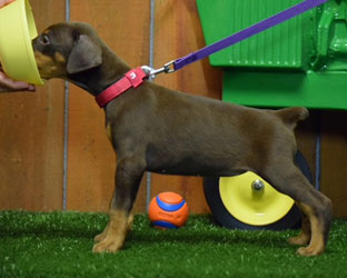 red female doberman  puppy