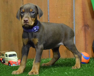 red female doberman  puppy