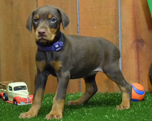 red female doberman  puppy