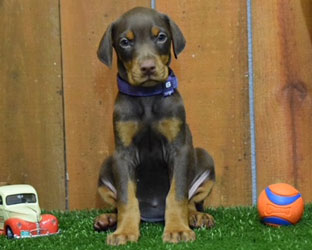 red female doberman  puppy