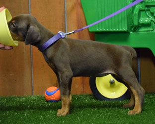 red female doberman  puppy