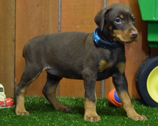 red female doberman  puppy