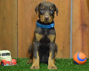 red female doberman  puppy