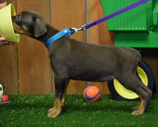 red female doberman  puppy