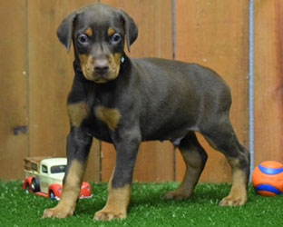 red doberman puppy