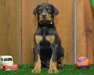 red doberman puppy