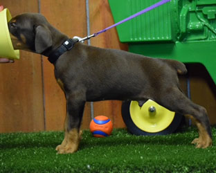 red doberman puppy