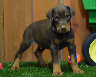 red doberman puppy