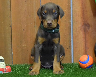 red doberman puppy