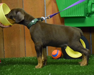 red doberman puppy