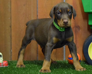 red doberman puppy