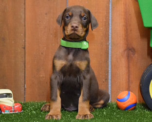 red doberman puppy