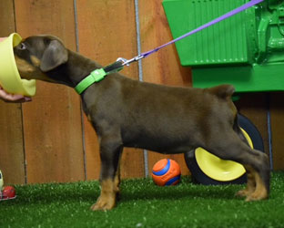 red doberman puppy