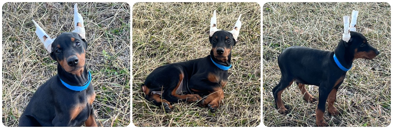 picture of doberman puppies