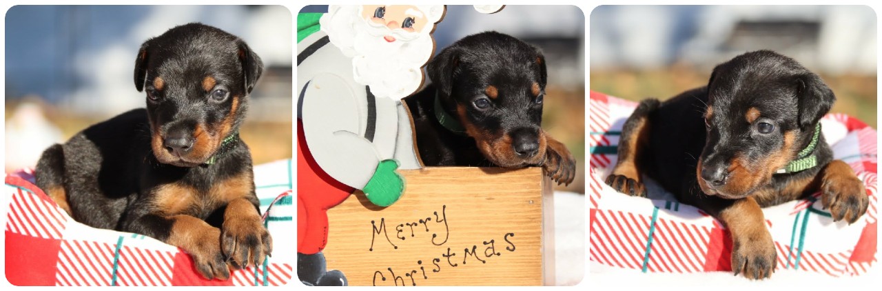 picture of doberman puppies