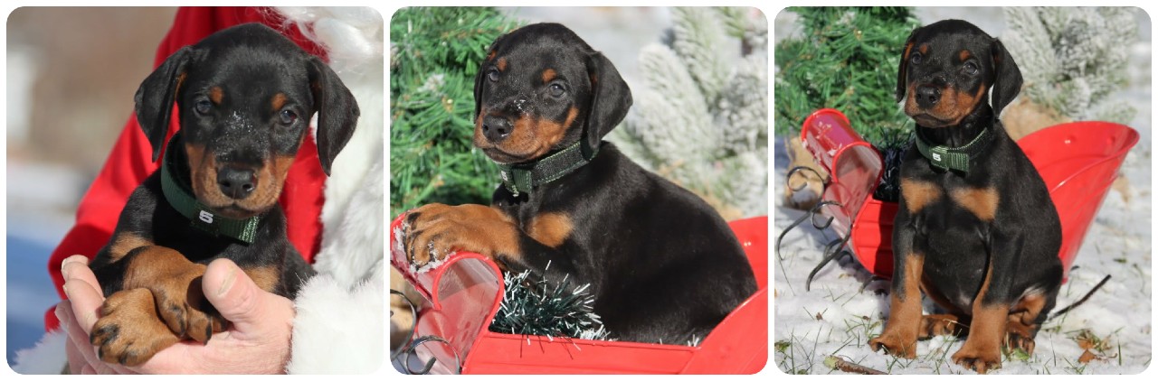 picture of doberman puppies