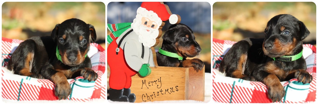 picture of doberman puppies