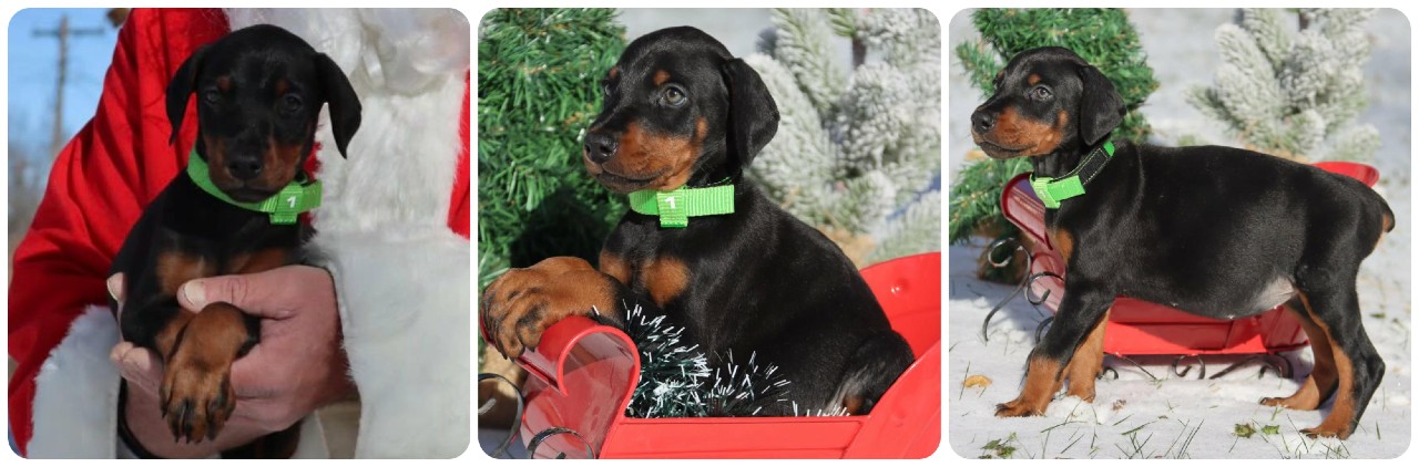 picture of doberman puppies