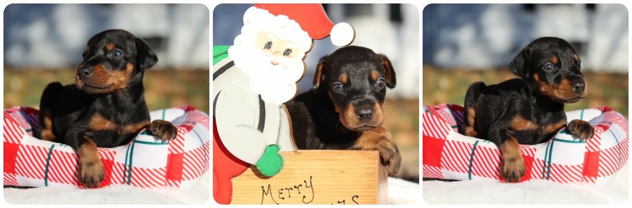picture of doberman puppies