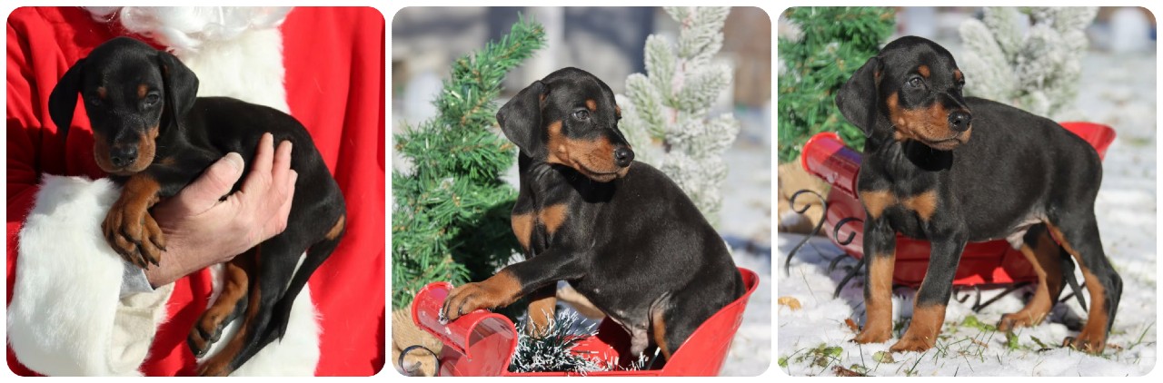 picture of doberman puppies