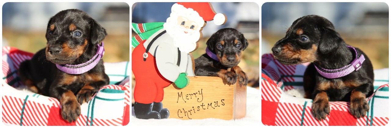 picture of doberman puppies