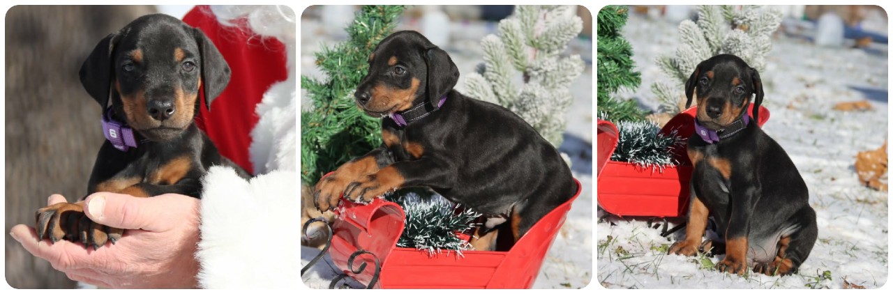 picture of doberman puppies