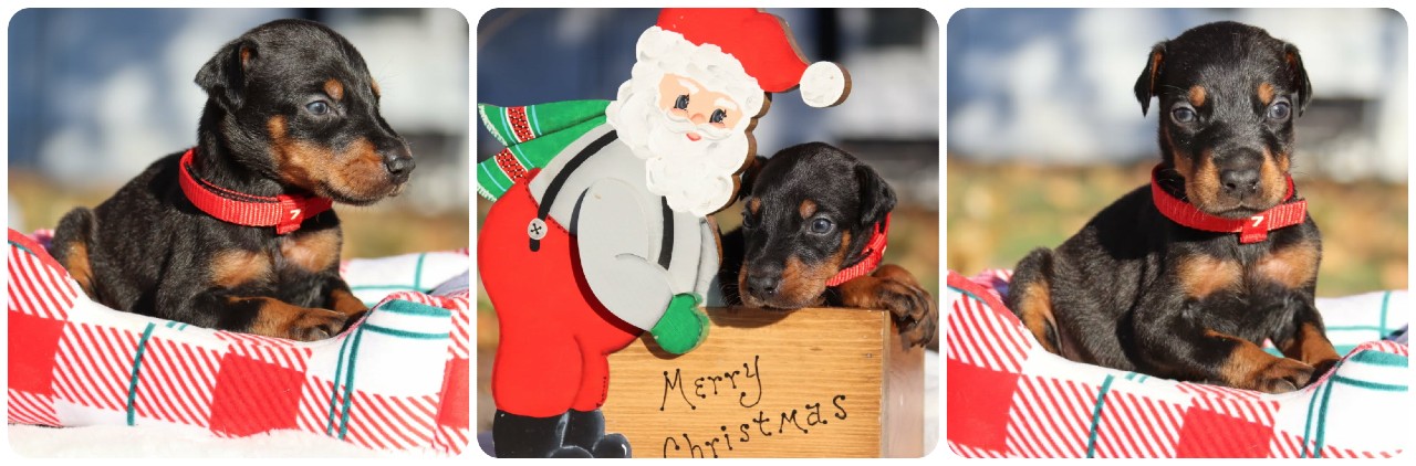 picture of doberman puppies