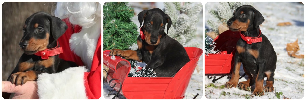 picture of doberman puppies