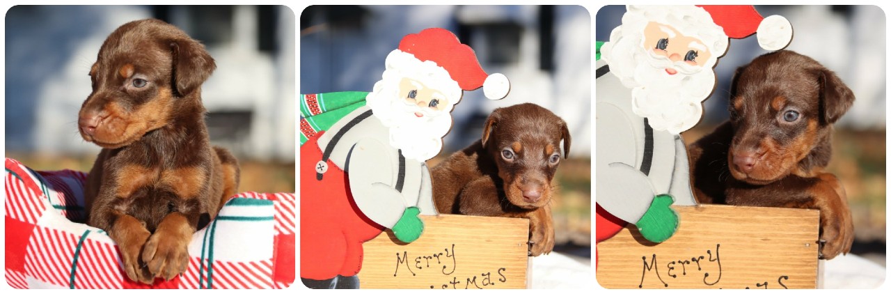 picture of doberman puppies