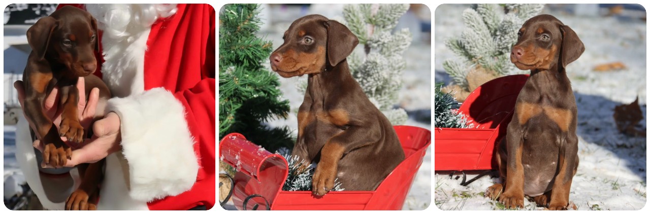 picture of doberman puppies