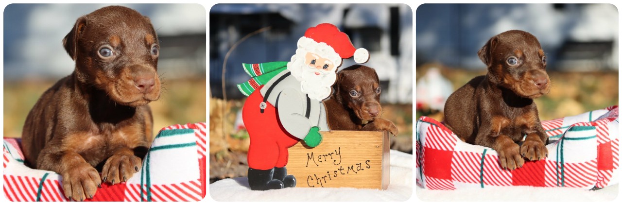 picture of doberman puppies