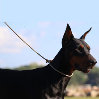 doberman female