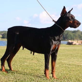 doberman female