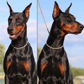 doberman female