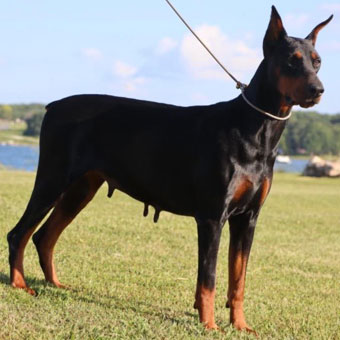 doberman female