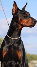 doberman female Birdie
