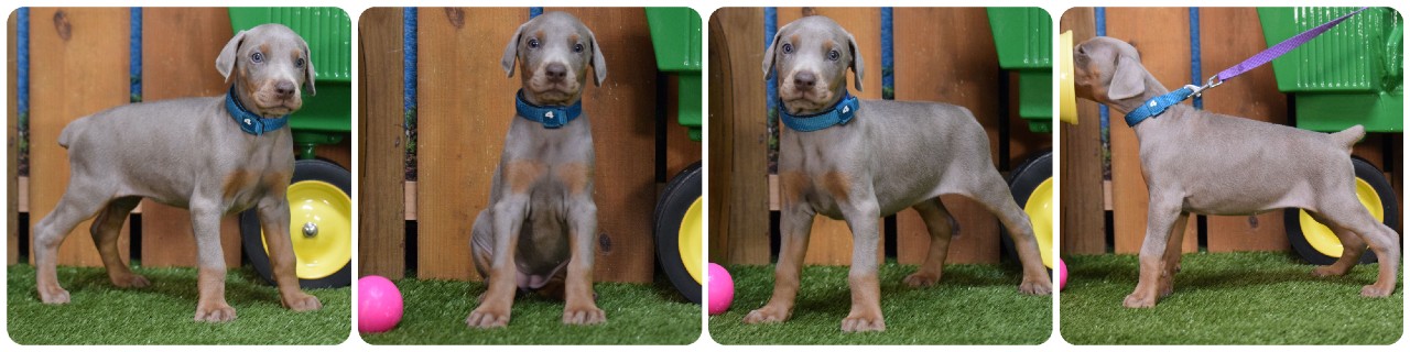 fawn female doberman puppy fawn female doberman puppy