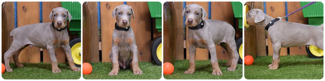 fawn male doberman puppy fawn male doberman puppy