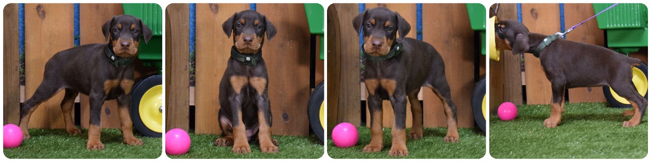 red female doberman puppy