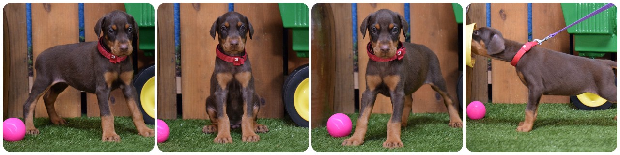 red female doberman puppy
