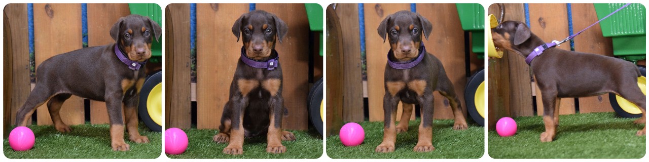 red female doberman puppy