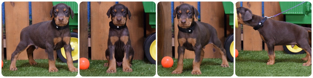 red male doberman puppy red male doberman puppy