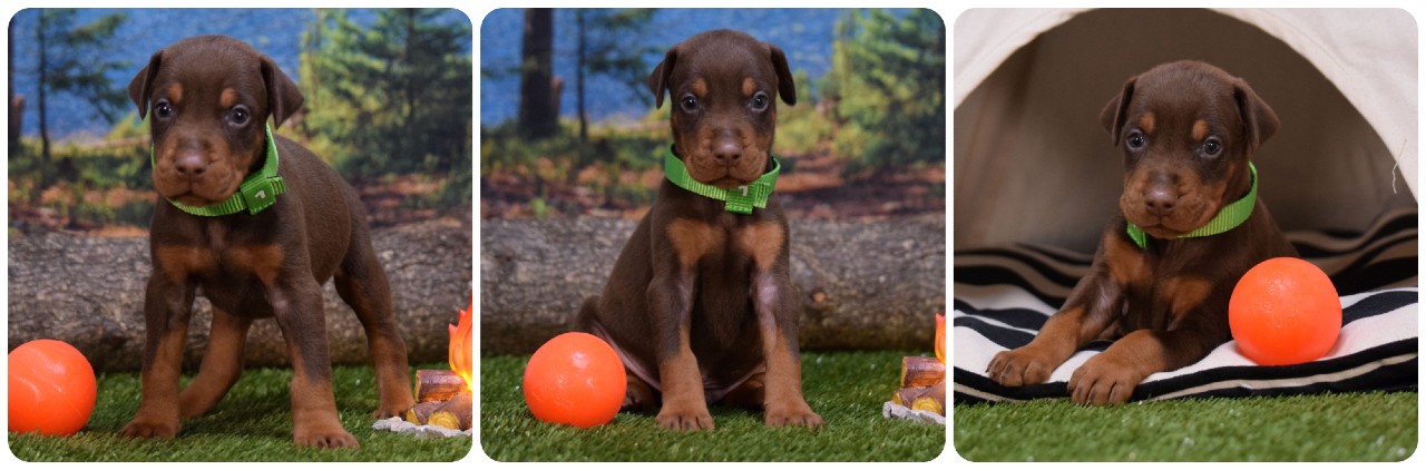 red male doberman puppy red male doberman puppy