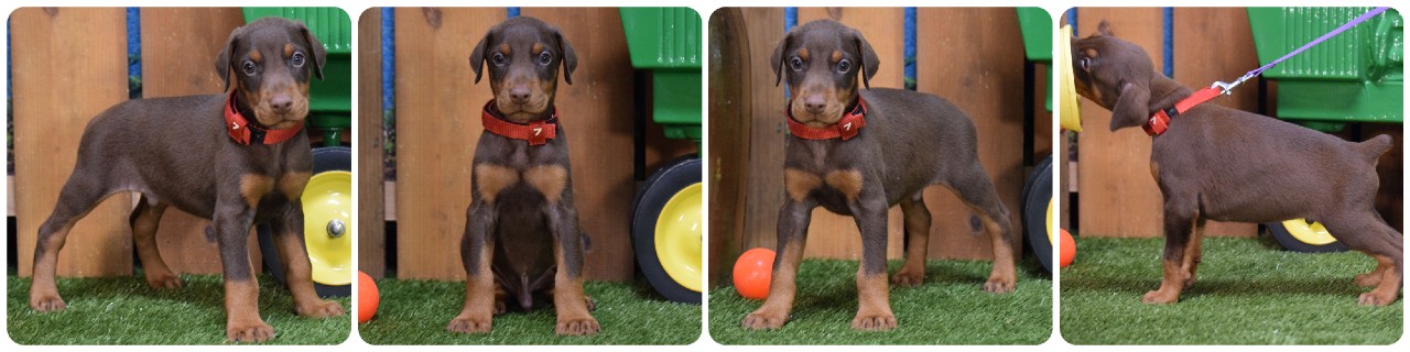 red male doberman puppy red male doberman puppy