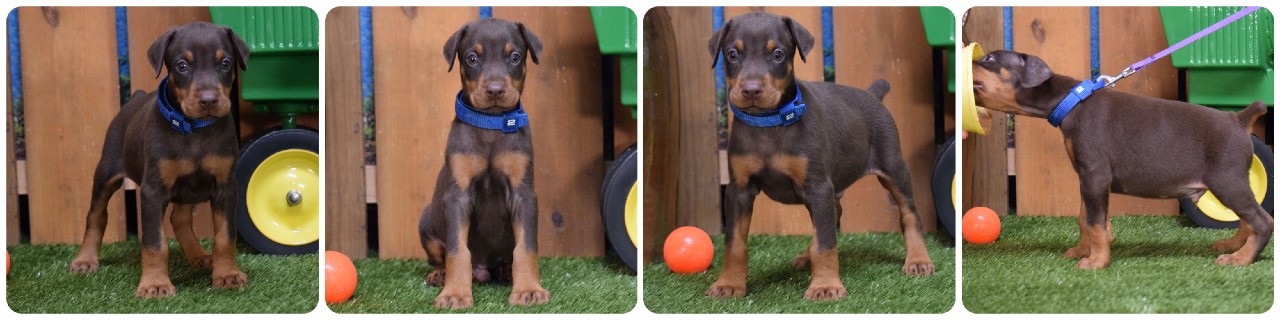 red male doberman puppy red male doberman puppy