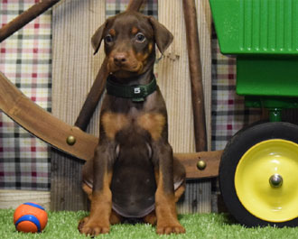 red doberman female puppy for sale