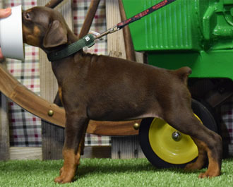 red doberman female puppy for sale