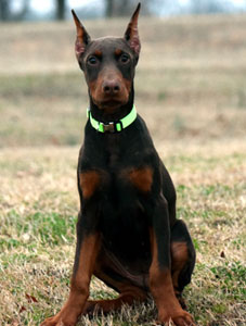 red doberman female puppy for sale